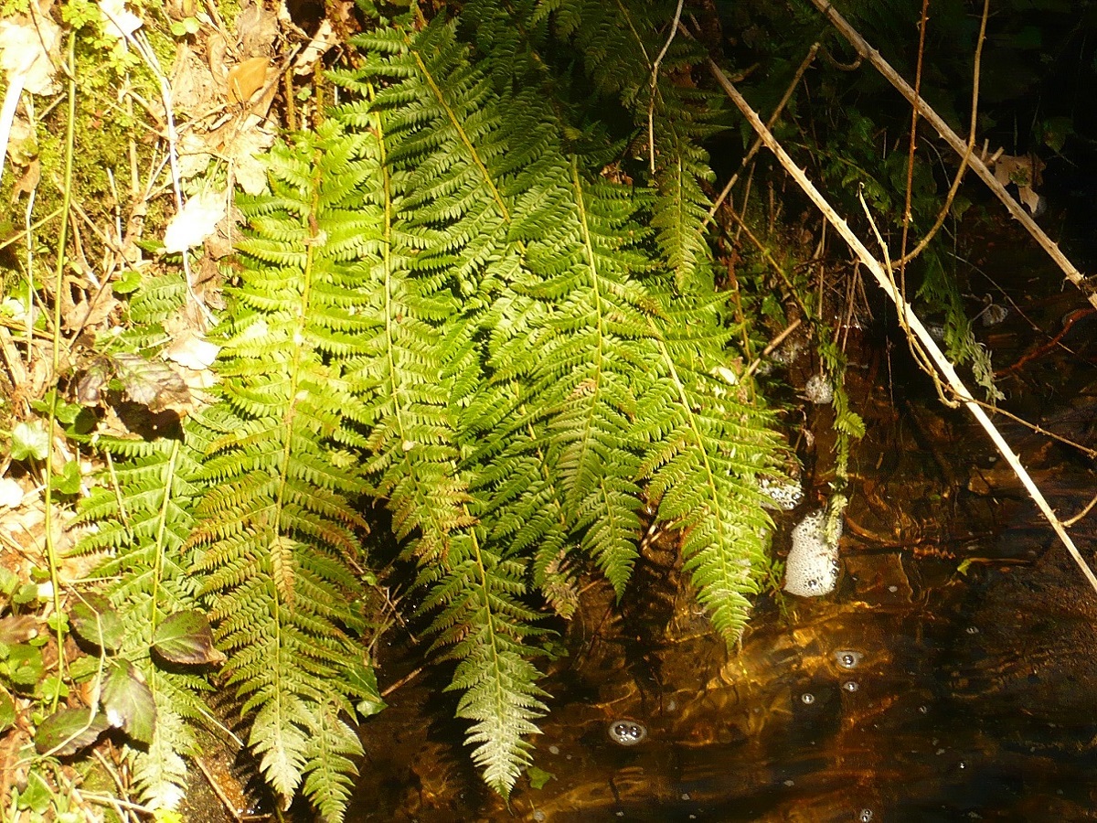 Polystichum aculeatum (Dryopteridaceae)